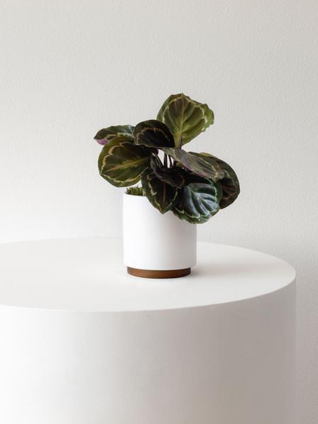 Calathea Medallion