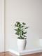 Ficus Audrey