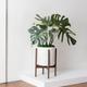 Monstera Thai Constellation