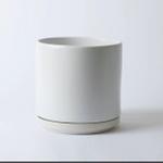 Braided Money Tree - White Foundation Ceramic 
