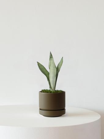 indoor plants picture