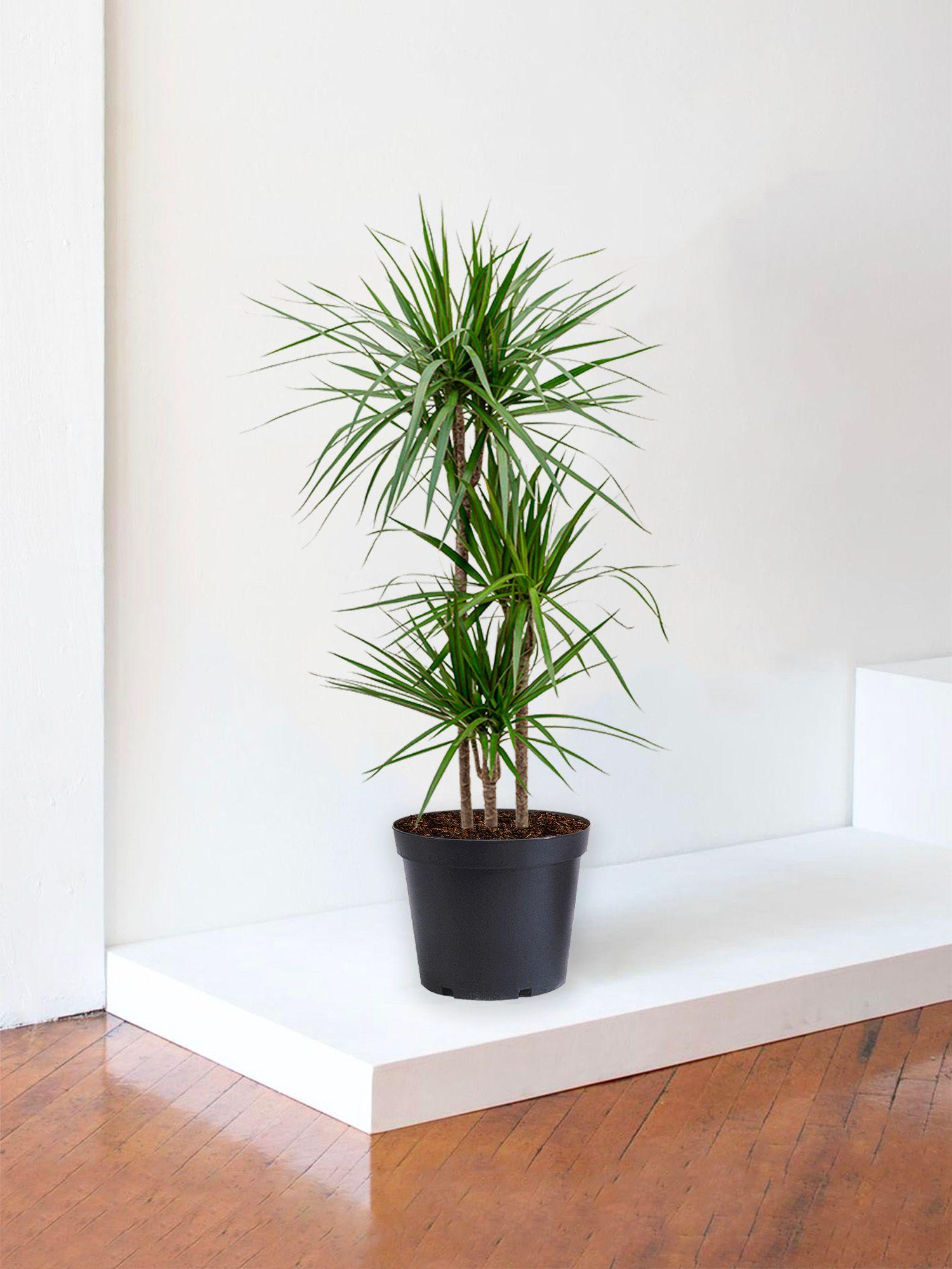 Dracaena Marginata