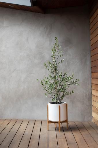 indoor plants picture