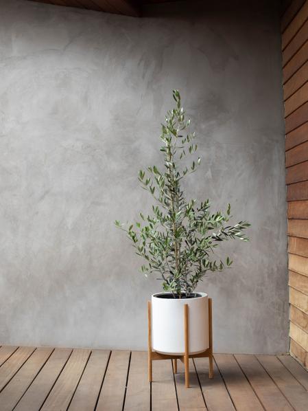 Olive Bush