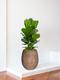 Ficus Lyrata Buisson