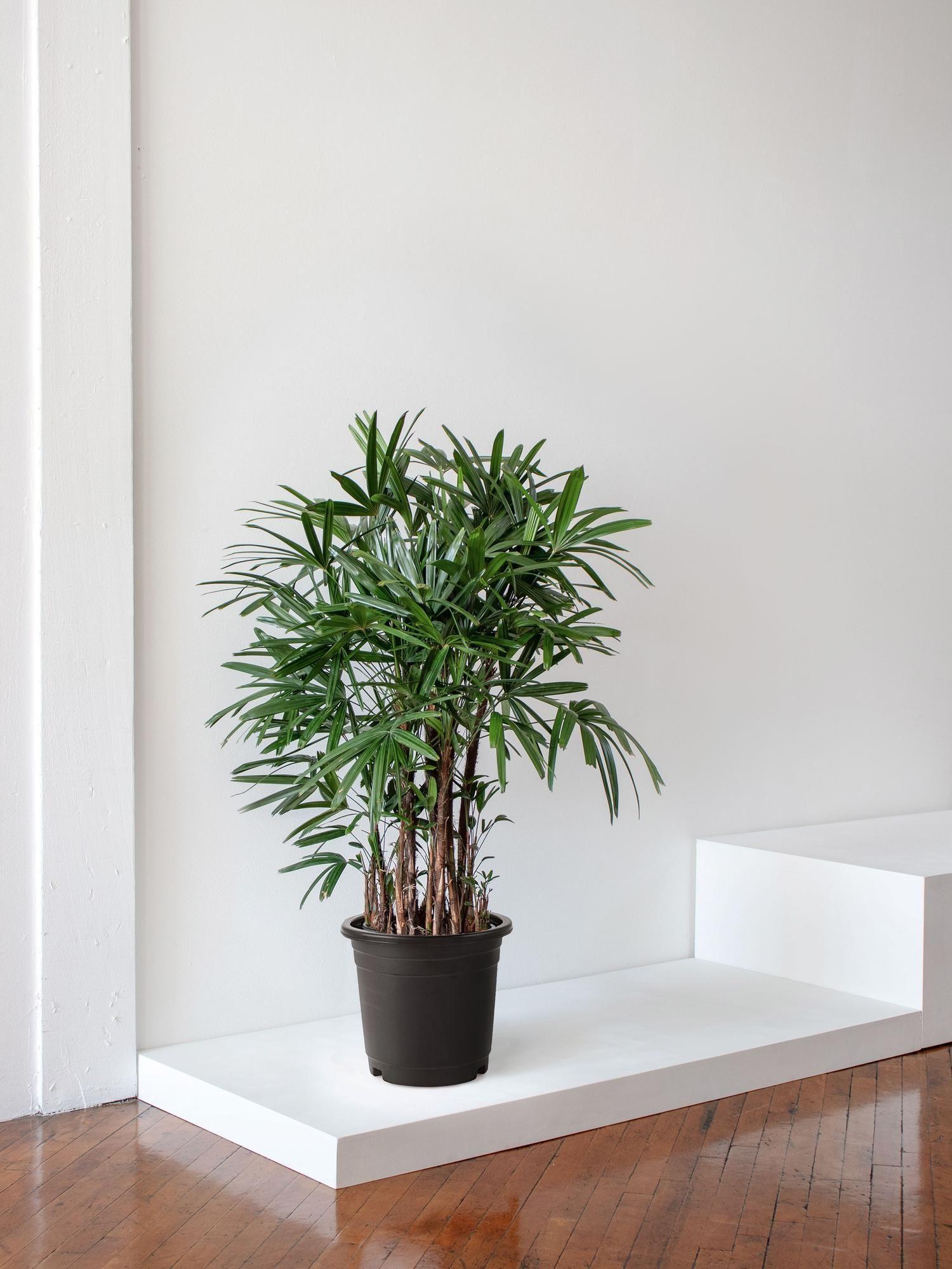 Lady Palm - Plant Only