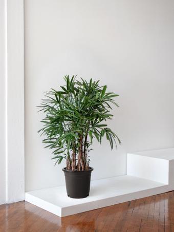 indoor plants picture