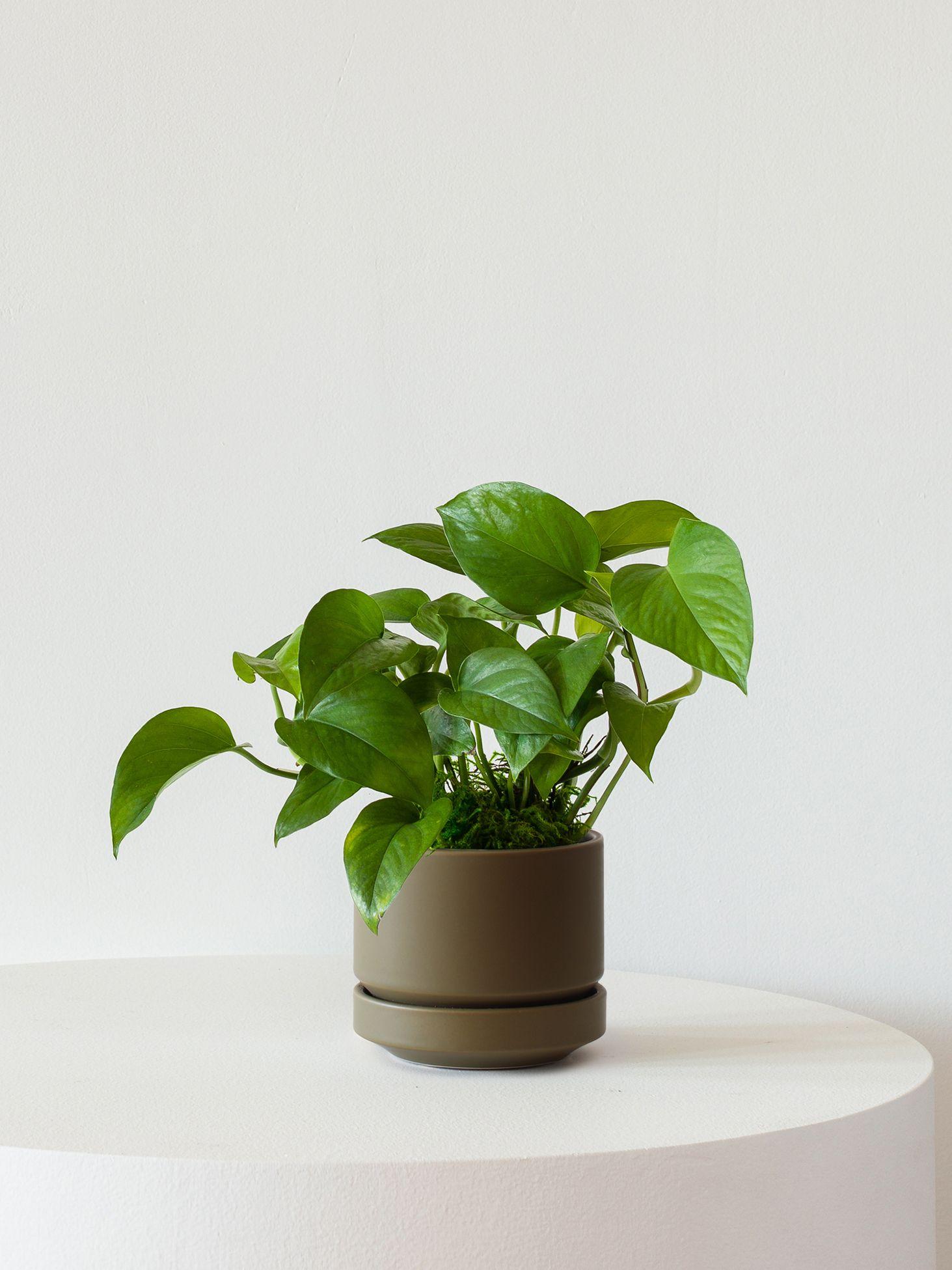 Jade Pothos - Midnight Ceramic