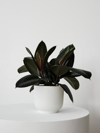 indoor plants picture