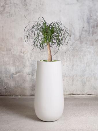 indoor plants picture