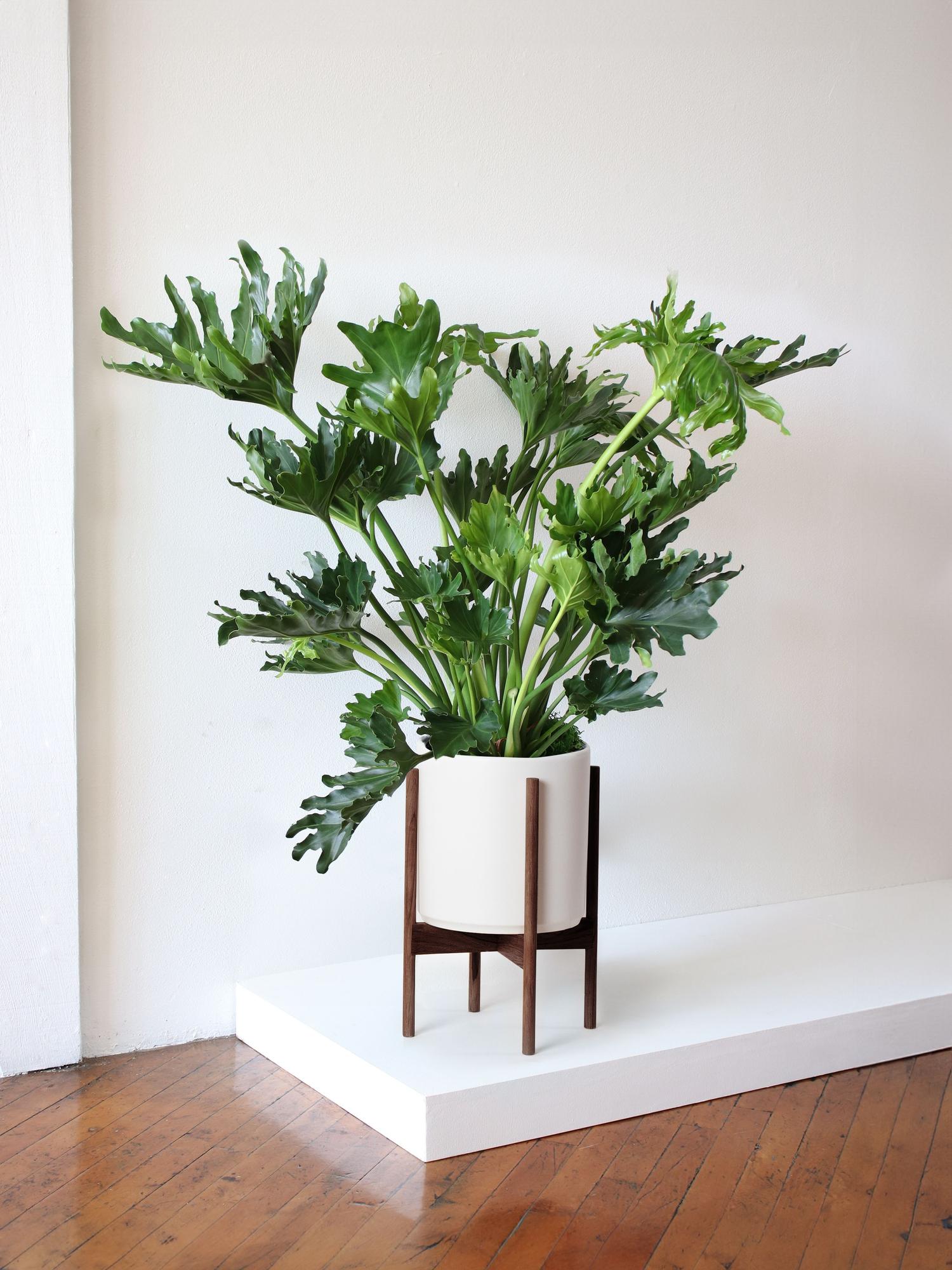 global green pothos Pothos 'Global Green' – A Botanical Blessing main image 1