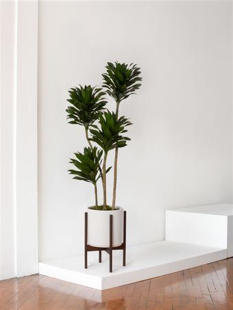 indoor plants picture