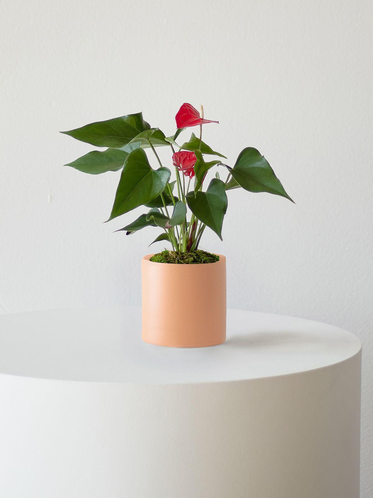 Anthurium - King of Hearts Small (8-12 inches tall) – Black Mid