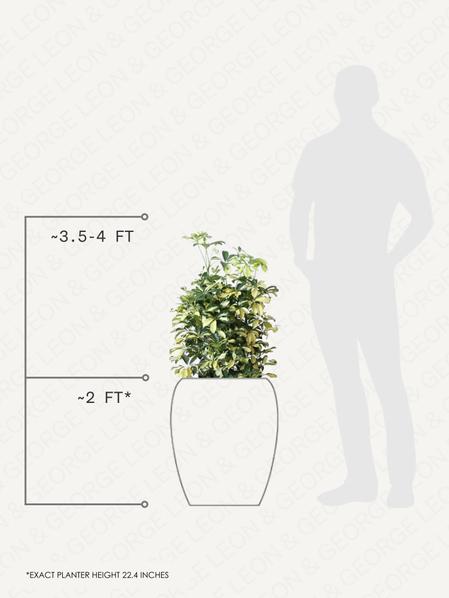 Schefflera Gold Capella