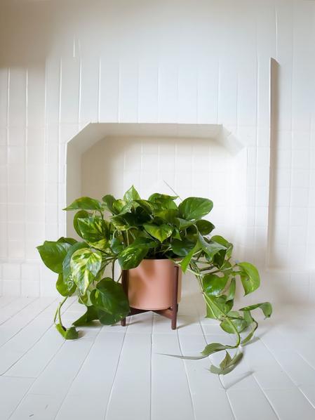 Cascading Pothos
