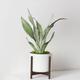 Moonshine Snake Plant