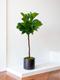 Fiddle Leaf Fig Tree 