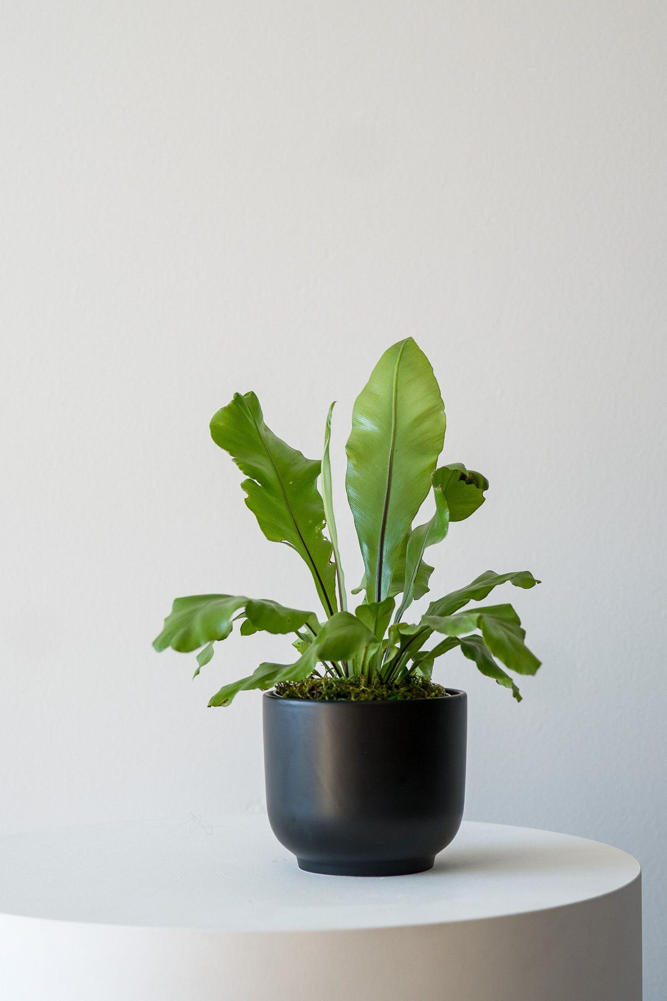 albo dark black monstera deliciosa Monstera deliciosa 'Albo Borsigiana'