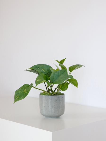 Duo Pothos Cascade X Sansevieria Laurentii