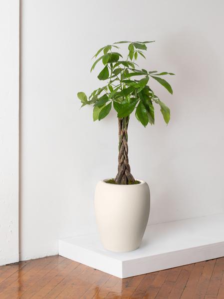 Braided Money Tree