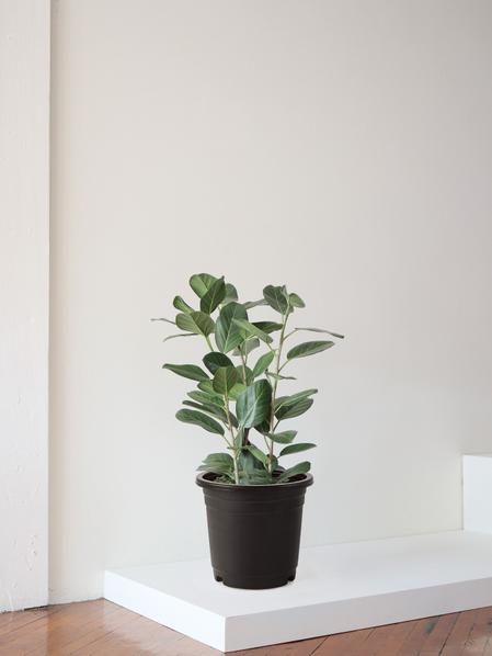 Ficus Audrey
