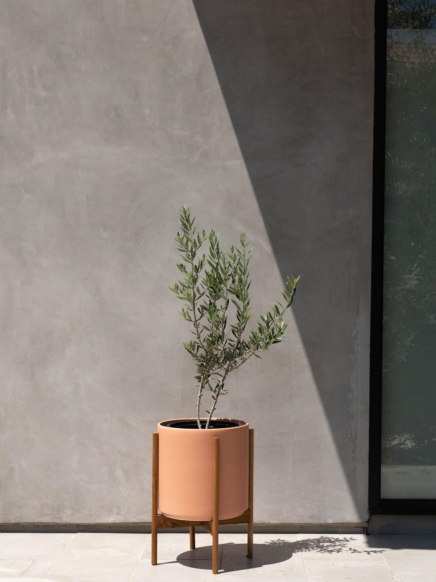 Olive Bush With Mid-Century Pot Large 2 ft tall – White Mid