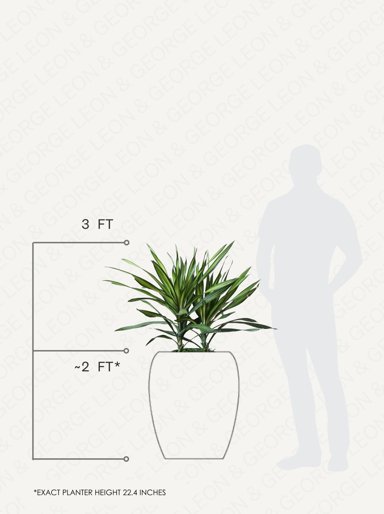 Dracaena Riki