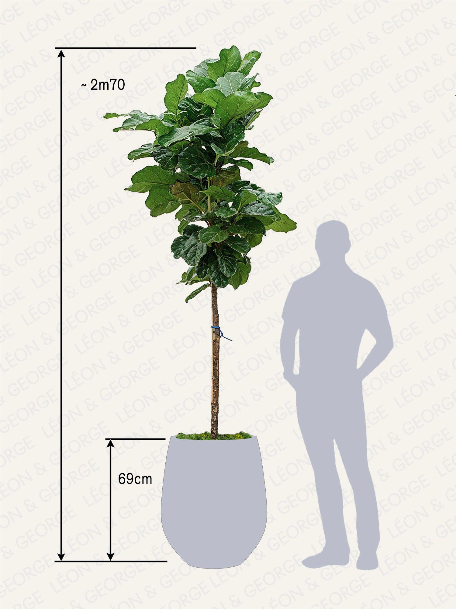 Ficus Lyrata Canopée Géant