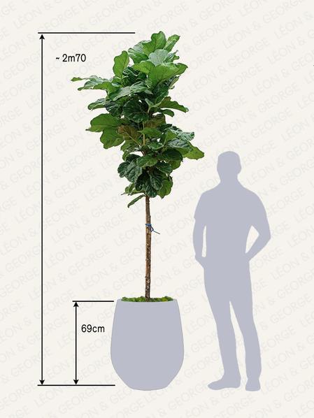 Ficus Lyrata Canopée Géant
