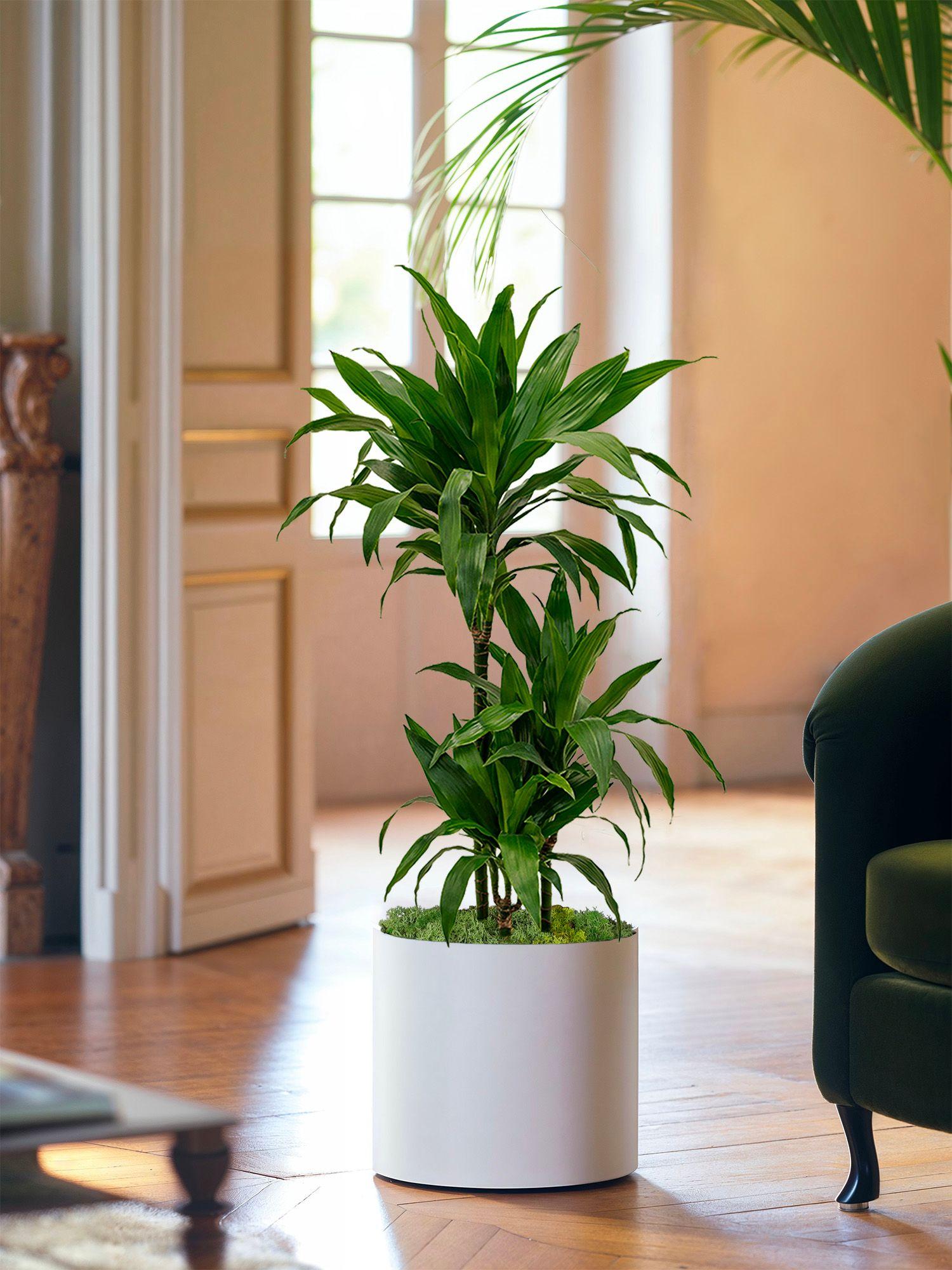 Dracaena Fragrans Janet