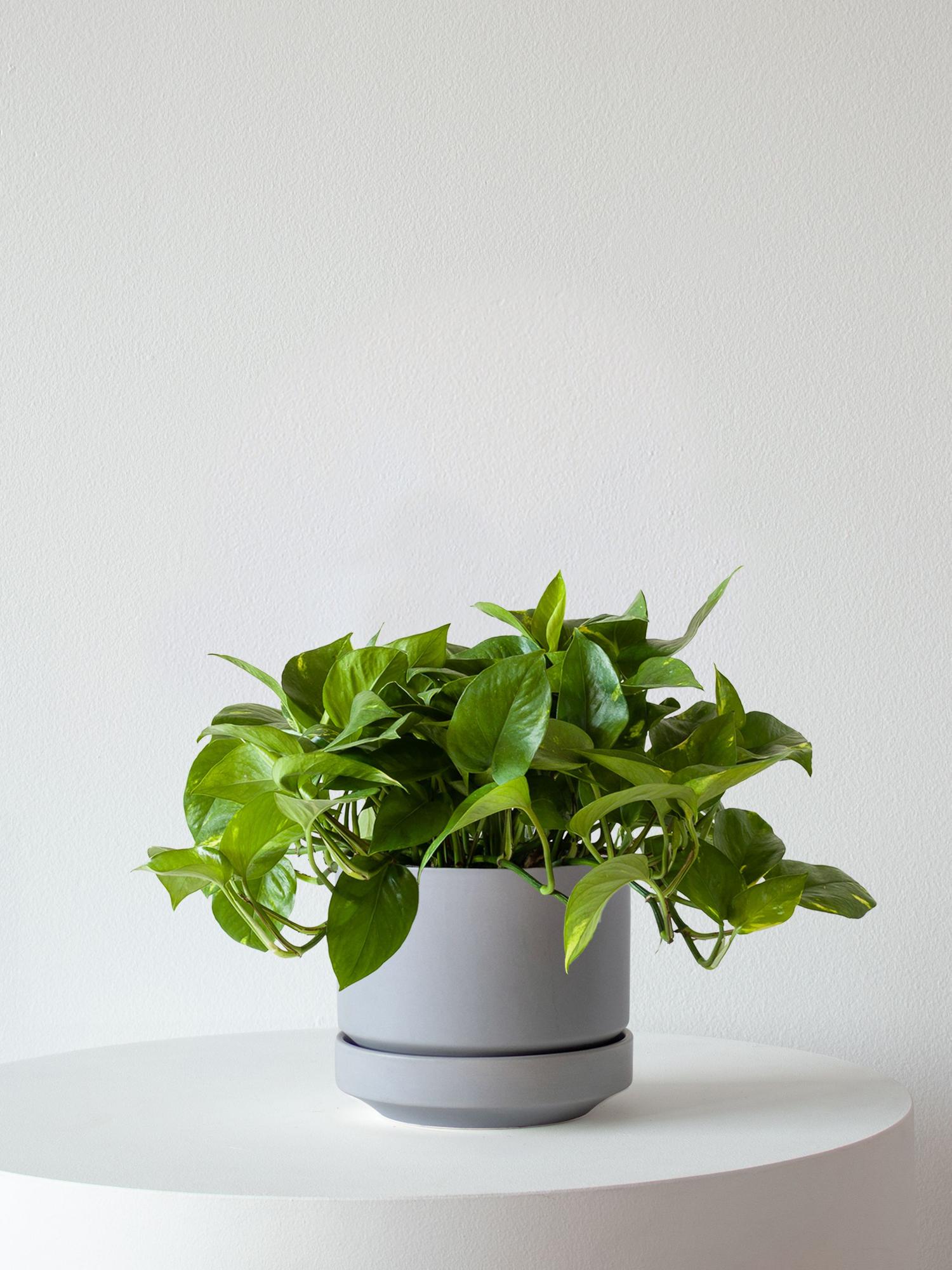 Cascading Pothos