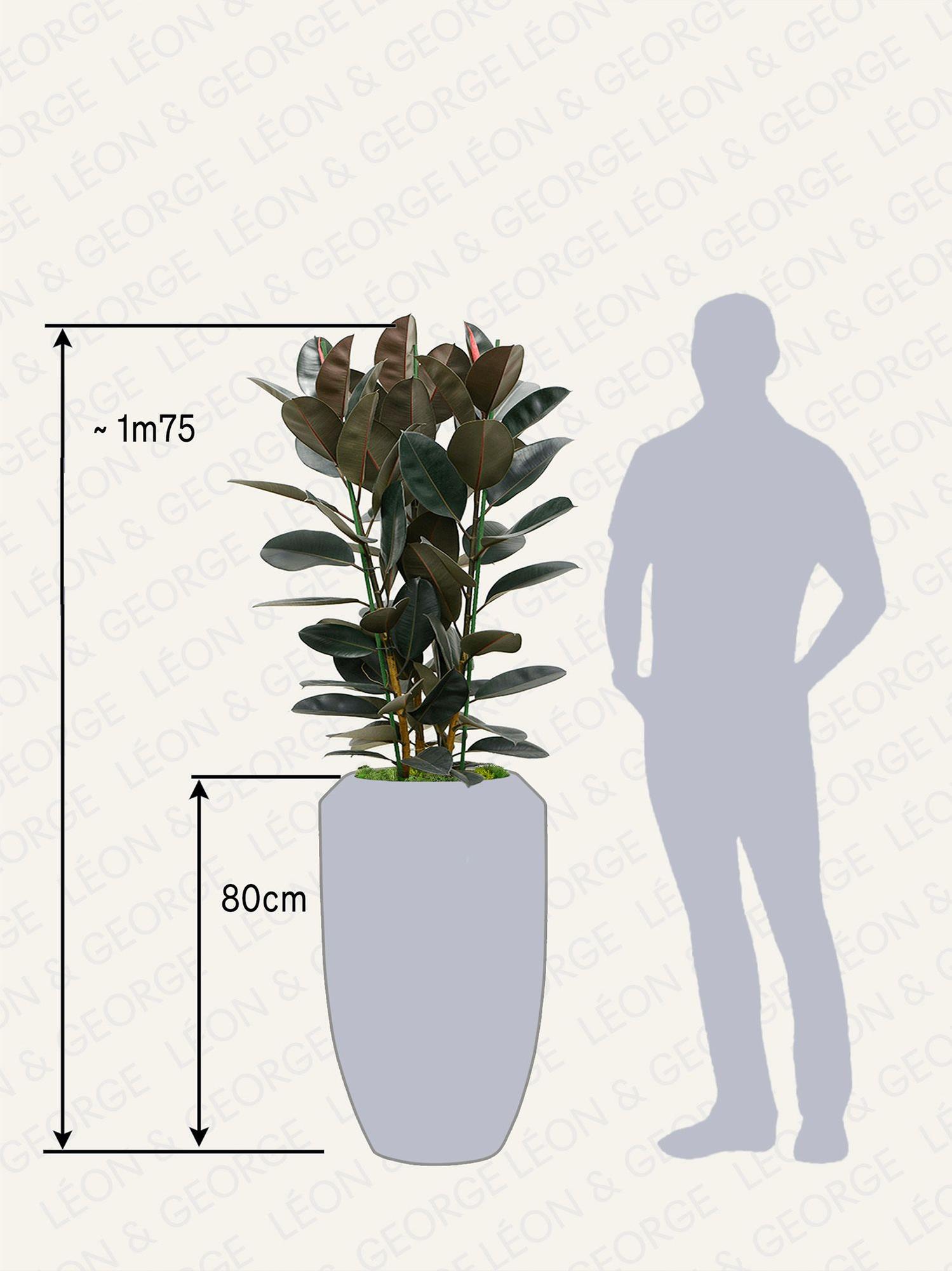 Ficus Elastica Abidjan