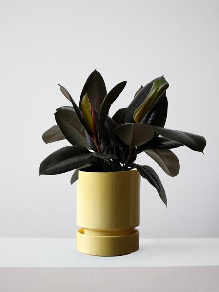 Rubber Plant