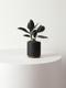 Rubber Plant