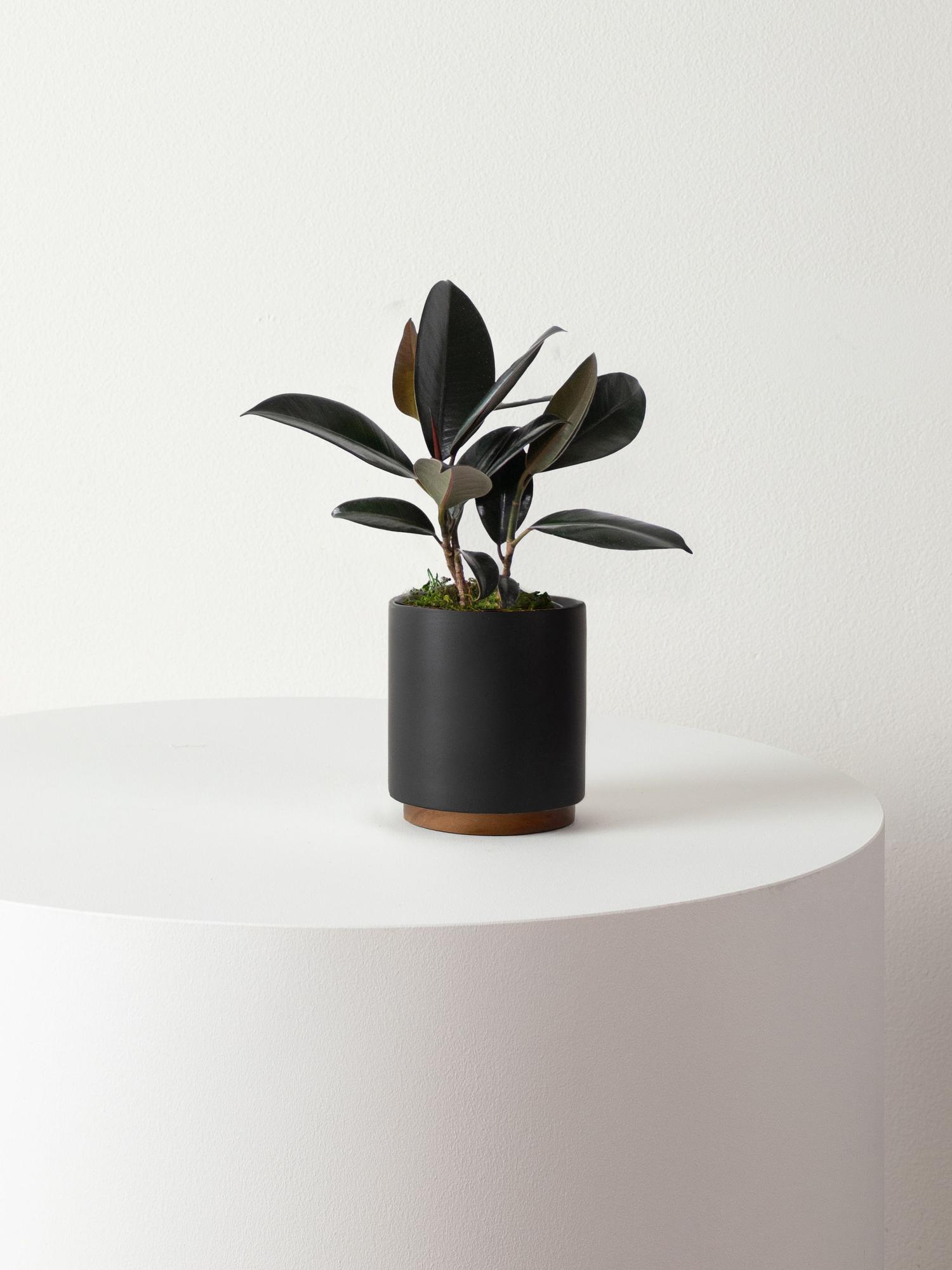 rubber-plant-black-mid-century
