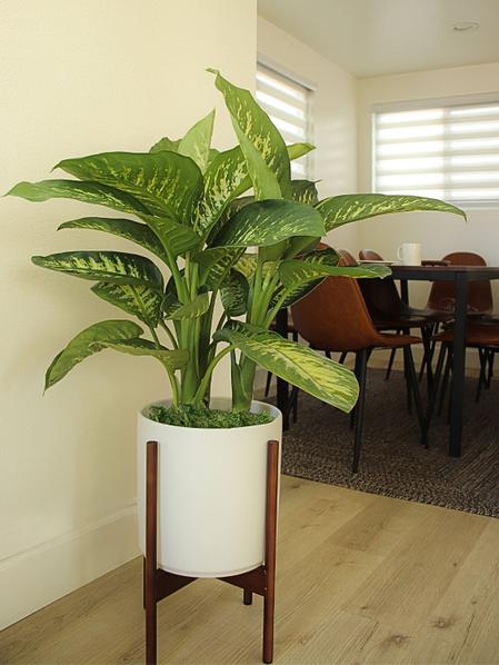 Dieffenbachia