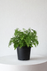 Maidenhair Fern