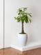 Braided Money Tree