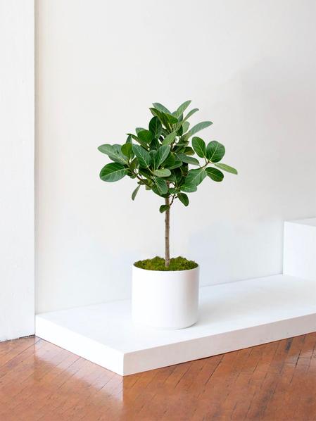 Arbre Ficus Audrey