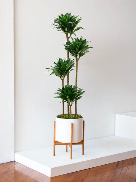 Dracaena Fragrans Compacta