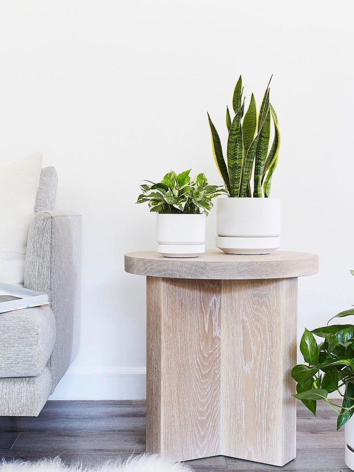 Snake Plant Laurentii