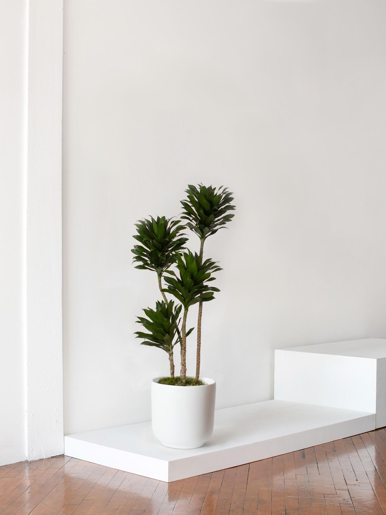 dracena fragrans burley Dracaena fragrans 'Burley'  Wide-Leaf Corn Plant