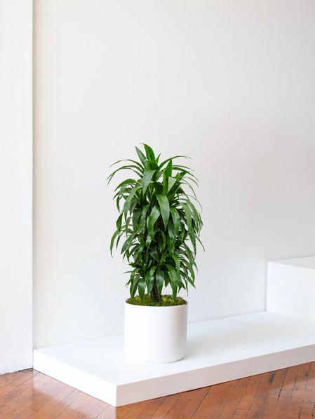 Dracaena Fragrans Janet