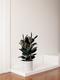 Rubber Tree