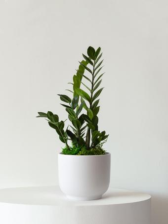 indoor plants picture