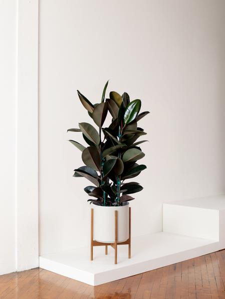 Rubber Tree