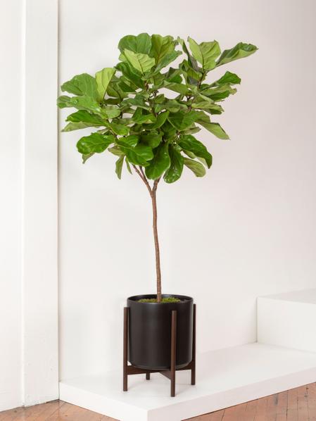 Fiddle Leaf Fig Tree With Mid-Century Pot Extra Large 5 ½ - 6 ½ ft tall ...