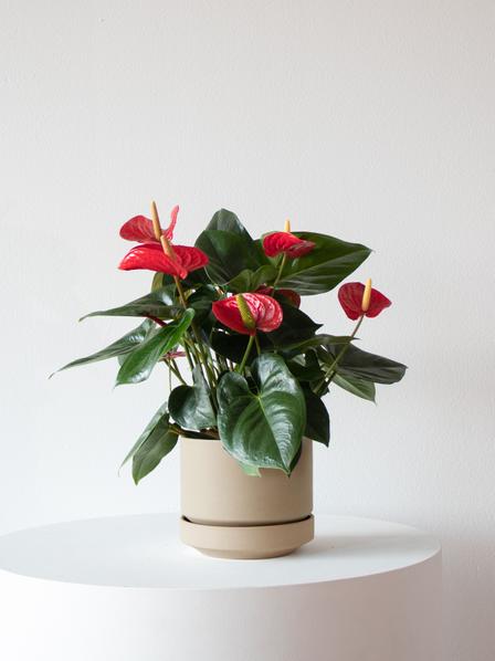 King of Hearts Anthurium