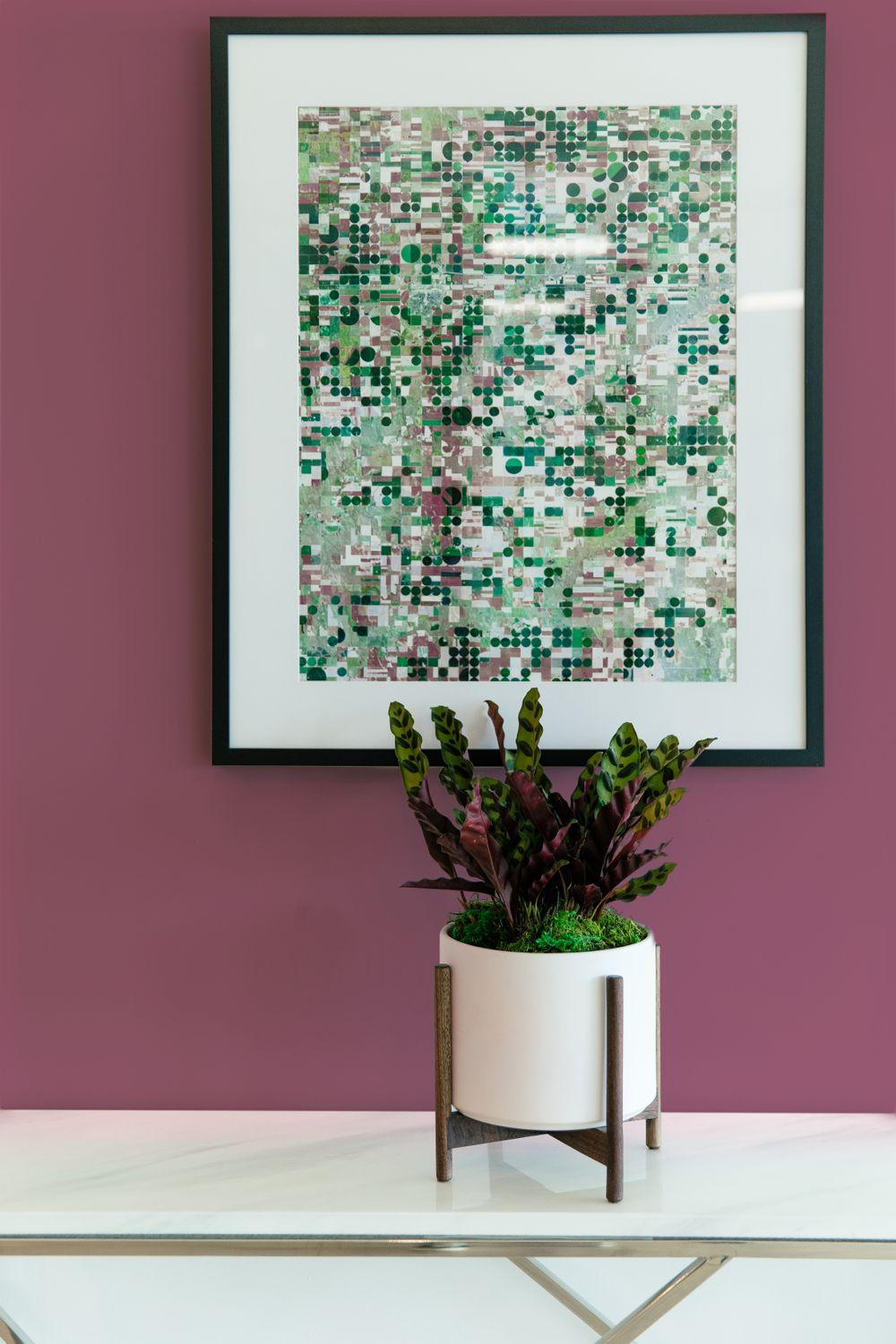 Calathea Rattlesnake