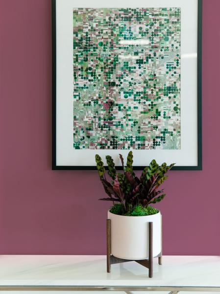Calathea Rattlesnake